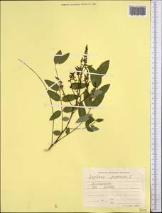 Стифнолобиум японский (L.)Schott, Средняя Азия и Казахстан, Сырдарьинские пустыни и Кызылкумы (M7) (Узбекистан)