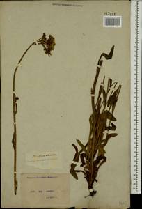 Pilosella echioides subsp. echioides, Восточная Европа, Северо-Украинский район (E11) (Украина)
