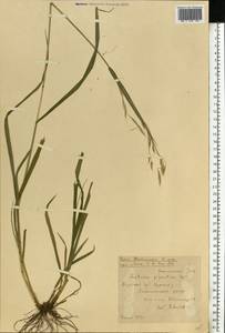 Lolium giganteum (L.) Darbysh., Восточная Европа, Центральный лесостепной район (E6) (Россия)