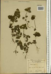 Яснотка пурпурная, Яснотка пурпуровая L., Восточная Европа, Центральный район (E4) (Россия)