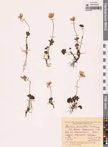 Ветреница мелкоцветковая Michx., Сибирь, Чукотка и Камчатка (S7) (Россия)