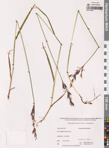 Костер Пампелла Scribn., Сибирь, Чукотка и Камчатка (S7) (Россия)