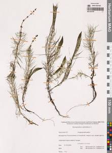 Уруть мутовчатая L., Сибирь, Чукотка и Камчатка (S7) (Россия)