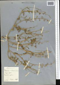 Новочеточник коротконожковый (Kar. & Kir.) Hedge & J.Léonard, Средняя Азия и Казахстан, Копетдаг, Бадхыз, Малый и Большой Балхан (M1) (Туркмения)