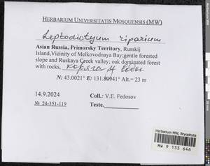 Leptodictyum riparium (Hedw.) Warnst., Гербарий мохообразных, Мхи - Дальний Восток (без Чукотки и Камчатки) (B20) (Россия)