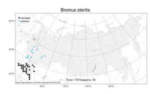 Bromus sterilis, Костер бесплодный L., Атлас флоры России (FLORUS) (Россия)