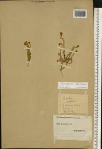Sedobassia sedoides (Pall.) Freitag & G. Kadereit, Восточная Европа, Южно-Украинский район (E12) (Украина)