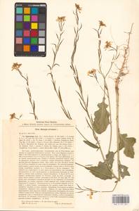 Rhamphospermum arvense (L.) Andrz. ex Besser, Восточная Европа, Северо-Украинский район (E11) (Украина)