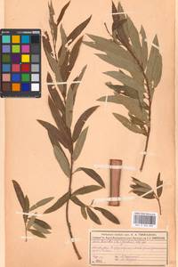 Salix triandra × viminalis, Восточная Европа, Московская область и Москва (E4a) (Россия)