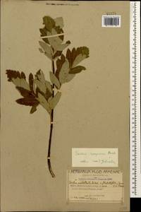 Hedlundia roopiana (Bordz.) Sennikov & Kurtto, Кавказ, Армения (K5) (Армения)