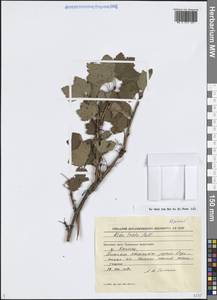 Смородина печальная Pall., Сибирь, Чукотка и Камчатка (S7) (Россия)