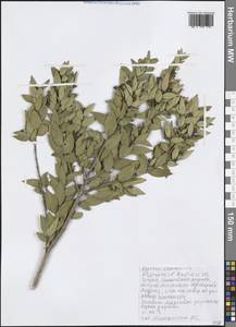 Myrtus communis L., Западная Европа (EUR) (Греция)