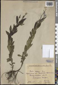 Pentanema asperum (Poir.) G.V.Boiko & Korniy., Восточная Европа, Центральный лесостепной район (E6) (Россия)