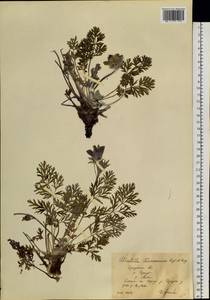 Прострел Турчанинова Krylov & Serg., Сибирь, Прибайкалье и Забайкалье (S4) (Россия)