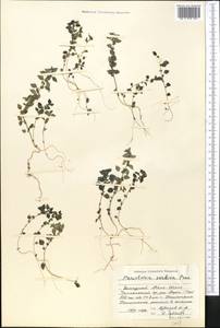 Постенница сербская (Pancic) P. W. Ball, Средняя Азия и Казахстан, Западный Тянь-Шань и Каратау (M3) (Киргизия)