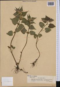 Яснотка белая, Глухая крапива L., Западная Европа (EUR) (Польша)