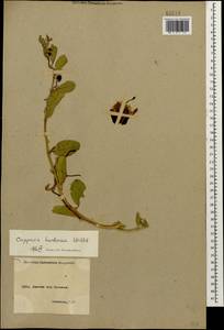 Каперсы травянистые (Willd.) Fici, Кавказ, Армения (K5) (Армения)
