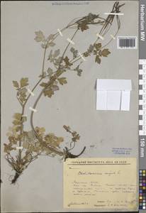 Чистотел большой L., Сибирь, Якутия (S5) (Россия)