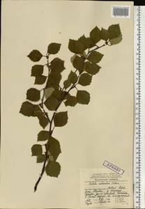 Betula pubescens subsp. pubescens, Восточная Европа, Северный район (E1) (Россия)