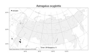 Astragalus oxyglottis, Астрагал остроплодный Steven ex M.Bieb., Атлас флоры России (FLORUS) (Россия)