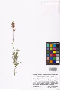 Linaria bipartita (Vent.) Willd., Восточная Европа, Московская область и Москва (E4a) (Россия)