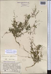 Chenopodiastrum badachschanicum (Tzvelev) S. Fuentes, Uotila & Borsch, Средняя Азия и Казахстан, Северный и Центральный Тянь-Шань (M4) (Киргизия)