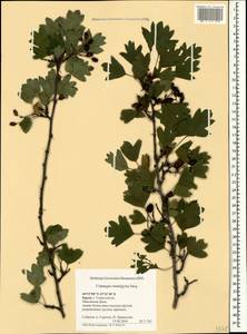 Боярышник одностолбиковый Jacq., Крым (KRYM) (Россия)