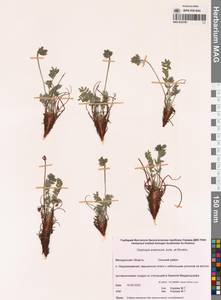 Остролодочник эвенов Jurtzev & A.P.Khokhr., Сибирь, Чукотка и Камчатка (S7) (Россия)