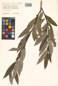 Salix caprea × schwerinii, Сибирь, Дальний Восток (S6) (Россия)