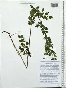 Thalictrum simplex subsp. boreale (F. Nyl.) Á. Löve & D. Löve, Восточная Европа, Северный район (E1) (Россия)