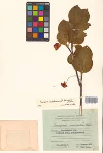 Бересклет сахалинский (F.Schmidt) Maxim., Сибирь, Дальний Восток (S6) (Россия)