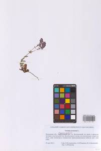 Вероника простертая L., Восточная Европа, Московская область и Москва (E4a) (Россия)