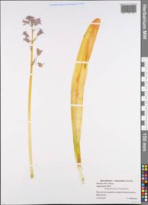 Hyacinthoides massartiana Geerinck, Восточная Европа, Московская область и Москва (E4a) (Россия)