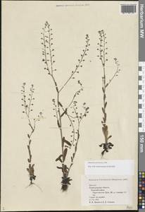 Незабудка полевая (L.) Hill, Восточная Европа, Северо-Западный район (E2) (Россия)