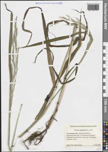 Lolium giganteum (L.) Darbysh., Восточная Европа, Западный район (E3) (Россия)