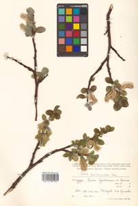 Salix nakamurana subsp. kurilensis (Koidz.) H. Ohashi, Сибирь, Дальний Восток (S6) (Россия)