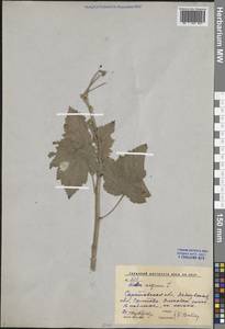 Смородина черная L., Восточная Европа, Нижневолжский район (E9) (Россия)