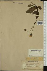 Hieracium amplexicaule L., Западная Европа (EUR) (Франция)
