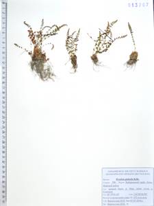 Вудсия головатая, Вудсия гладковатая R.Br., Сибирь, Дальний Восток (S6) (Россия)