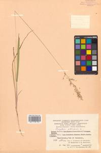 Sibirotrisetum sibiricum (Rupr.) Barberá, Сибирь, Чукотка и Камчатка (S7) (Россия)