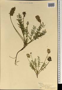 Остролодочник, Монголия (MONG) (Монголия)