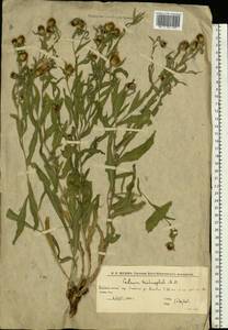 Василек волосистоголовый M. Bieb. ex Willd., Восточная Европа, Нижневолжский район (E9) (Россия)