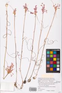 Лук предвиденный Rchb., Восточная Европа, Центральный лесостепной район (E6) (Россия)