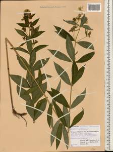 Вербейник обыкновенный L., Восточная Европа, Белоруссия (E3a) (Белоруссия)