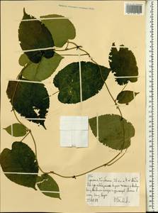 Magnoliopsida, Африка (AFR) (Эфиопия)
