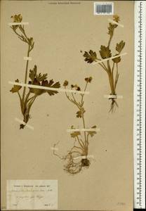 Ranunculus damascenus Boiss. & Gaill., Зарубежная Азия (ASIA) (Сирия)