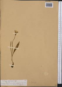Тюльпан разнолистный (Regel) Baker, Средняя Азия и Казахстан, Северный и Центральный Тянь-Шань (M4) (Казахстан)