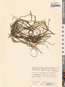 Ежеголовник северный  Laest. ex Beurl., Сибирь, Чукотка и Камчатка (S7) (Россия)