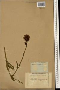 Кентрантус длинноцветковый Steven, Кавказ (без точных местонахождений) (K0)