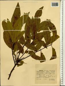 Magnoliopsida, Африка (AFR) (Эфиопия)